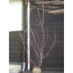  ирга [ лама ru ключ ] большой АО .