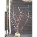  ирга [ лама ru ключ ] большой АО .