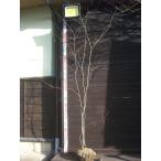 yamamomiji большой АО .