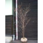 ba кальмар азалия АО .