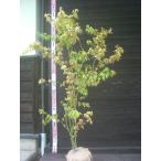 iro - momiji АО .