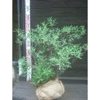 R.canadense ( kana tense) азалия 