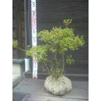  Miyama сверло sima азалия . вид 