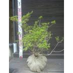  Miyama сверло sima азалия . вид 