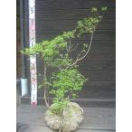 Miyama сверло sima азалия . вид 