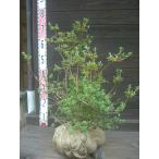  Miyama сверло sima азалия . вид 