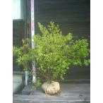 silayuki( белый снег ) Kurume азалия большой АО 