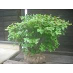  белый cocos nucifera o азалия большой АО 