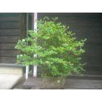  красный cocos nucifera o азалия большой АО 