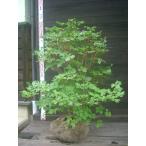  красный cocos nucifera o азалия большой АО 