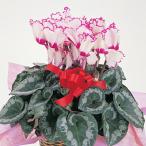 [ бесплатная доставка ] цикламен персидский [ корзина для рыбы Tria ]5 номер горшок подарок по случаю конца года др. зимний подарок .