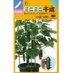 [ Mini огурец ] Mini Mini тысяч .[ средний .. вид место F1. распределение ](8 шарик ) овощи вид [ весна ..]