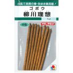 [ лопух ] Янагава идеал [takii вид рассада ]9ml[ средний сырой ] весна .. осень .. овощи вид GF