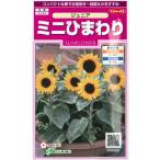 [ Mini подсолнух. вид ] Junior [sakata. tane](15 шарик )hi вокруг 905629