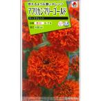 [ Africa n Marie Gold ] Keith orange [takii вид рассада ](30 шарик )[ весна .. один год .]FMNA04