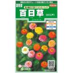 [jinia] высшее маленький колесо срезанные цветы для Mini pompon Mix [sakata. tane](1ml)