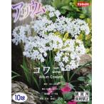 [ осень .. луковица ] allium kowa колено (10 лампочка .)[sakata. tane]