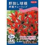 原種チューリップリジー日なた向き【RCP