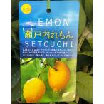 瀬戸内れもん（道谷系ビアフランカ）1年生根巻き苗瀬戸内レモン