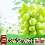 9/1より順次発送開始 予約受付中 安心のクール便発送 山梨県産 産地直送 シャインマスカット 2房 1.3kg 1.3キロ 大切な方への贈り物にやまなしのぶどう
