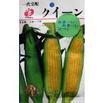 フクカエン　とうもろこしクイーンの種タネ