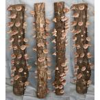 完熟ホダ木　ホダキング　90cm　しいたけ　４本セット