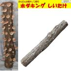 完熟ホダ木　ホダキング　90cm　しいたけ