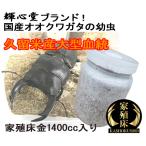 【オス判定】オオクワガタ幼虫 久留米産大型個体掛け合わせ 1400cc菌糸ビン入り オス親84.6mm