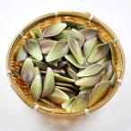 g Rapala leaf большой 