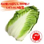  бог ..!... san. китайская капуста одиночный товар 