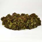  Sunny lettuce коробка продажа 