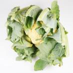  orange цветная капуста 