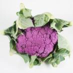  лиловый цветная капуста 