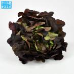  Sara noba( красный дуб )