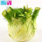 ui both ..( лист нет фенхель Fennel fenouil Finocchio)