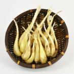  остров rakkyou 