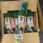  сломан .. лук порей 