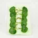  снег. внизу 