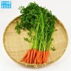  лист есть Mini Carrot 