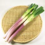  красный .(.. лук порей )