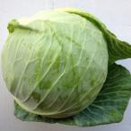 キャベツ