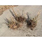 [ отметка 15 раз ] Susuki рассада блок 