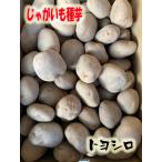 じゃがいも種芋　トヨシロ　じゃがいも種子　北海道産　500ｇ　混合サイズ　【馬鈴薯種】【種芋】【検品合格済】