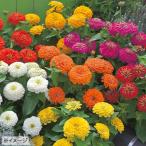  цветок вид NL300 100 день .F1p ratio -sa Mix маленький пакет [FZN590][ цветок. вид ][takii. tane][ садоводство ]