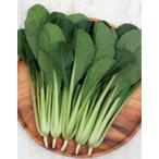 つなしま　小松菜種子　2dl　【野菜種子】【サカタの