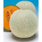  Lennon Star 100 шарик дыня семена [takii. tane][ овощи. вид ]