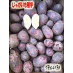 セール価格【秋ジャガ　種イモ】グラウンドペチカ芋（