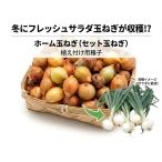  Home шар лук порей 1kg( комплект шар лук порей ) семена [ Home шар лук порей семена ][ комплект шар лук порей семена 