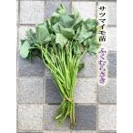 [2025 год предварительный заказ товар ]...... фиолетовый клубень 10шт.@ батат порез . рассада ( регистрация товар вид ...... за границей держать .. запрет ) [ клубень zru][ фиолетовый клубень рассада ][ батат рассада ]