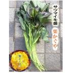 [2025 год предварительный заказ товар ] каштан ...10шт.@ батат порез . рассада ( регистрация товар вид товар вид регистрация название :[HL1] за границей держать .. запрет .. сельское хозяйство . вода производство .HP ссылка )[ батат рассада ]